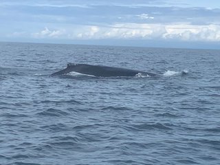 Humpback Whale
