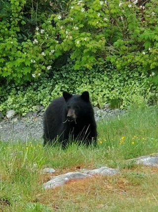 Black Bear