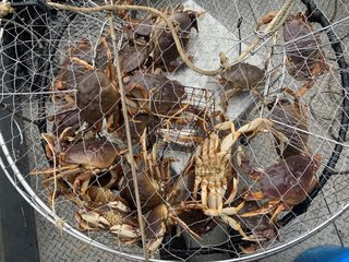 A crab trap just after being pulled